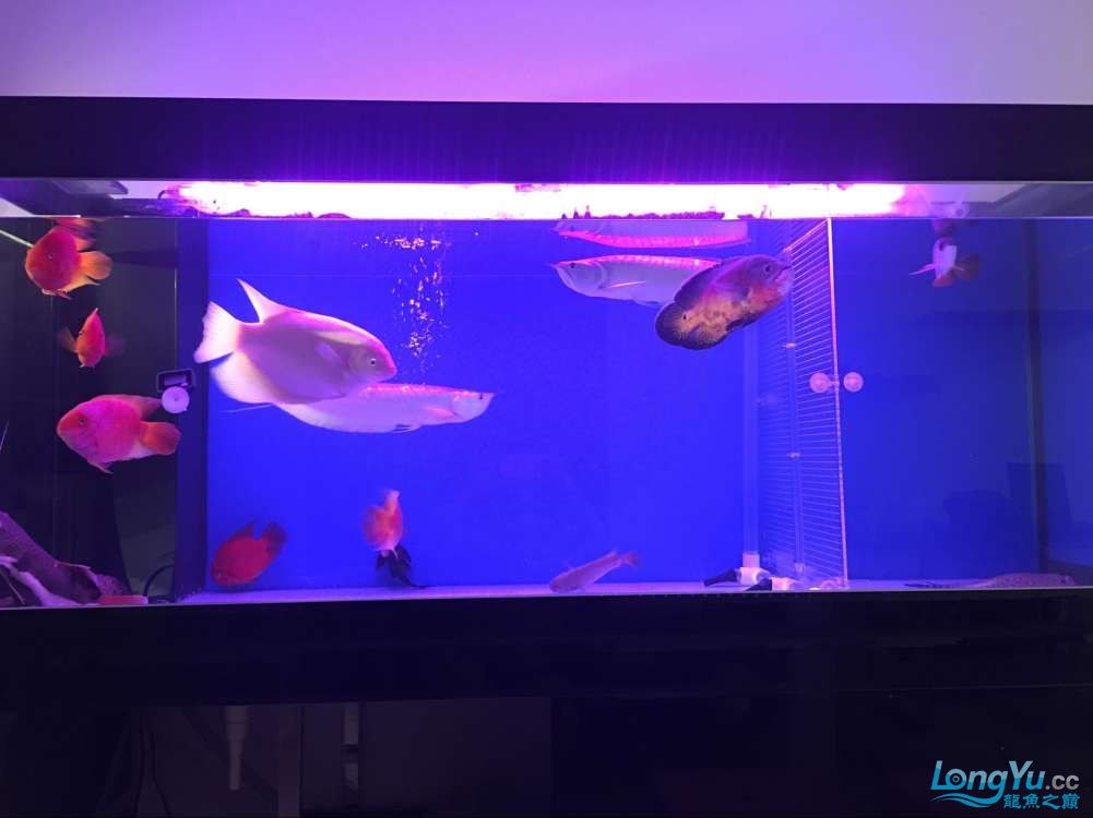 四海水族泰國貿(mào)易邀你來拼魚+無聊的招財 翡翠鳳凰魚 第3張