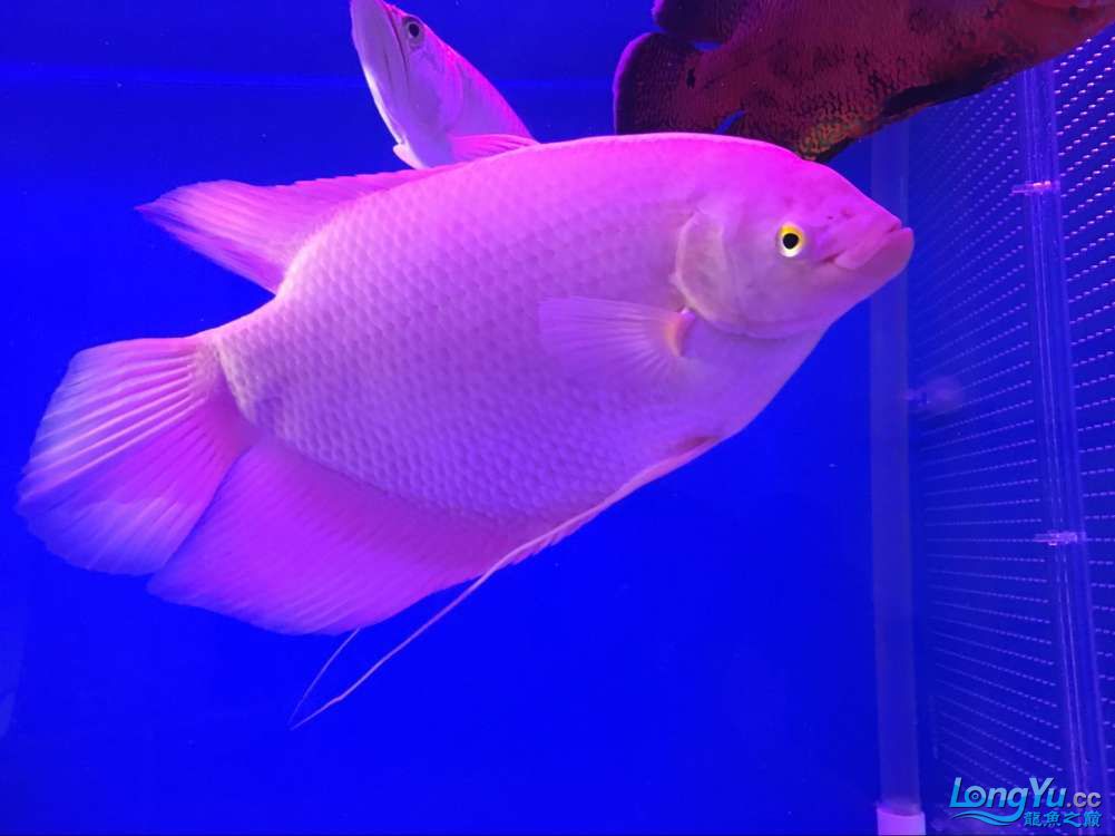 四海水族泰國貿(mào)易邀你來拼魚+無聊的招財 翡翠鳳凰魚 第2張