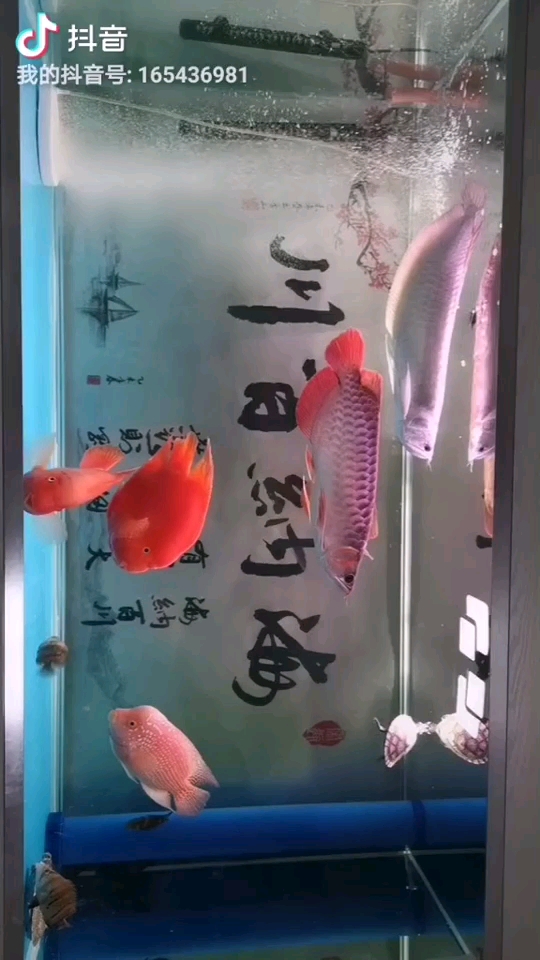 池州水族館新手第一次養(yǎng)有沒有大神幫忙看看 福滿鉆魚 第1張