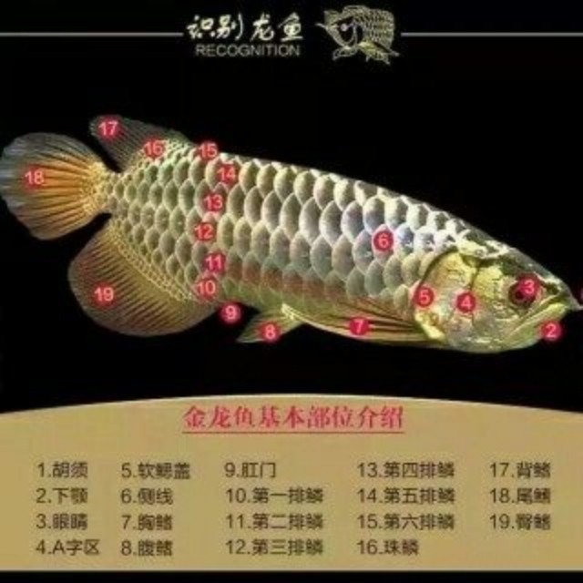 龍魚知識(shí) 溫控設(shè)備 第1張