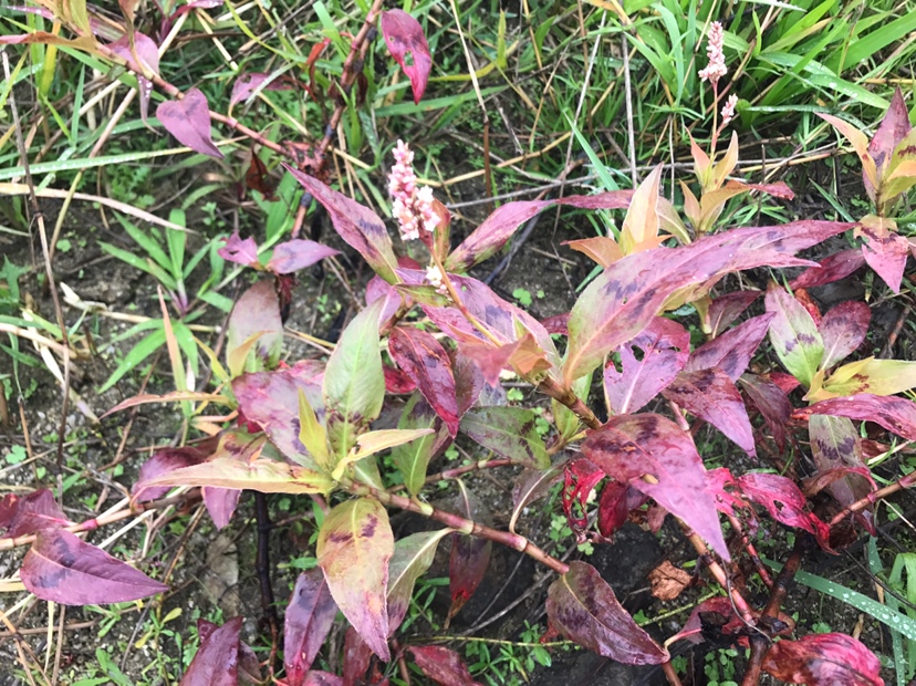 海西蒙古族藏族自治州觀賞魚市場不懂就問這這是什么水草？能入缸不？ 觀賞魚市場（混養(yǎng)魚） 第4張