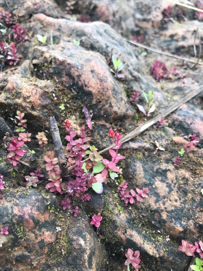 海西蒙古族藏族自治州觀賞魚市場不懂就問這這是什么水草？能入缸不？ 觀賞魚市場（混養(yǎng)魚） 第7張