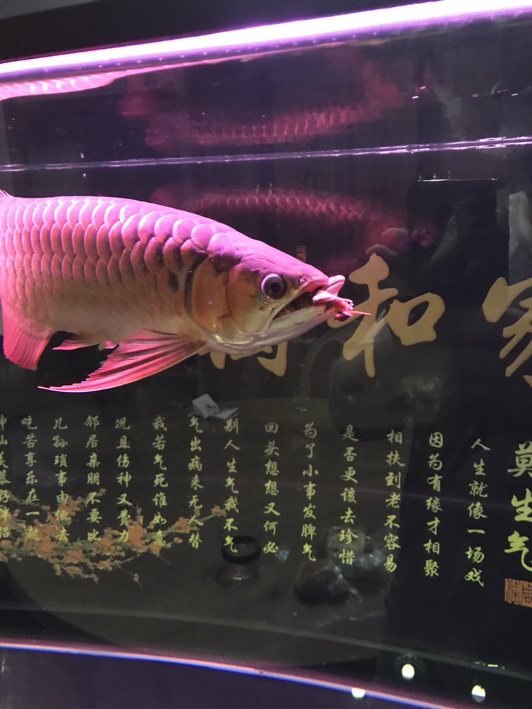 這食兒夠大吧 大白鯊魚苗 第2張