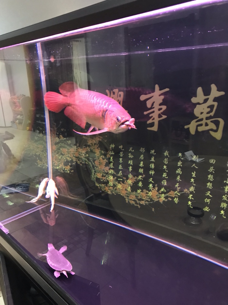 這食兒夠大吧 大白鯊魚苗 第5張