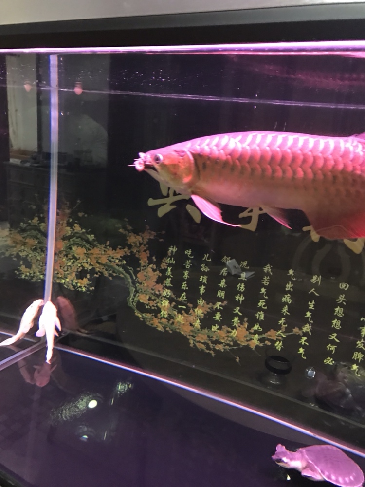 這食兒夠大吧 大白鯊魚苗 第4張