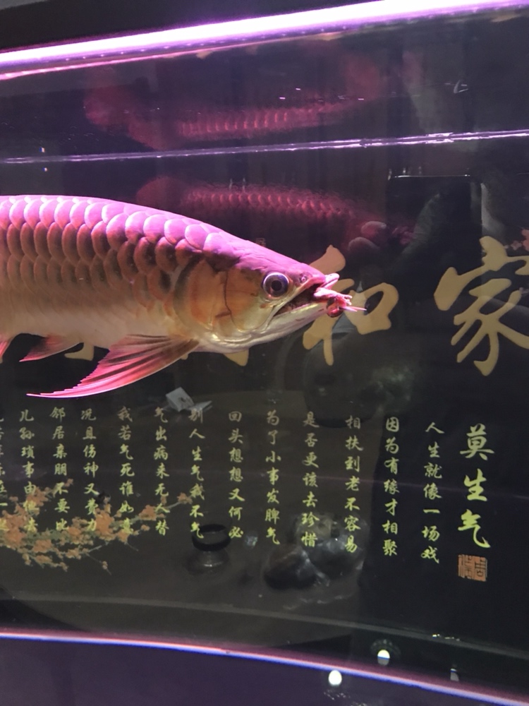 這食兒夠大吧 大白鯊魚苗 第3張