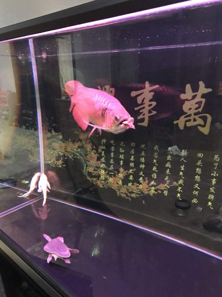 這食兒夠大吧 大白鯊魚苗 第8張