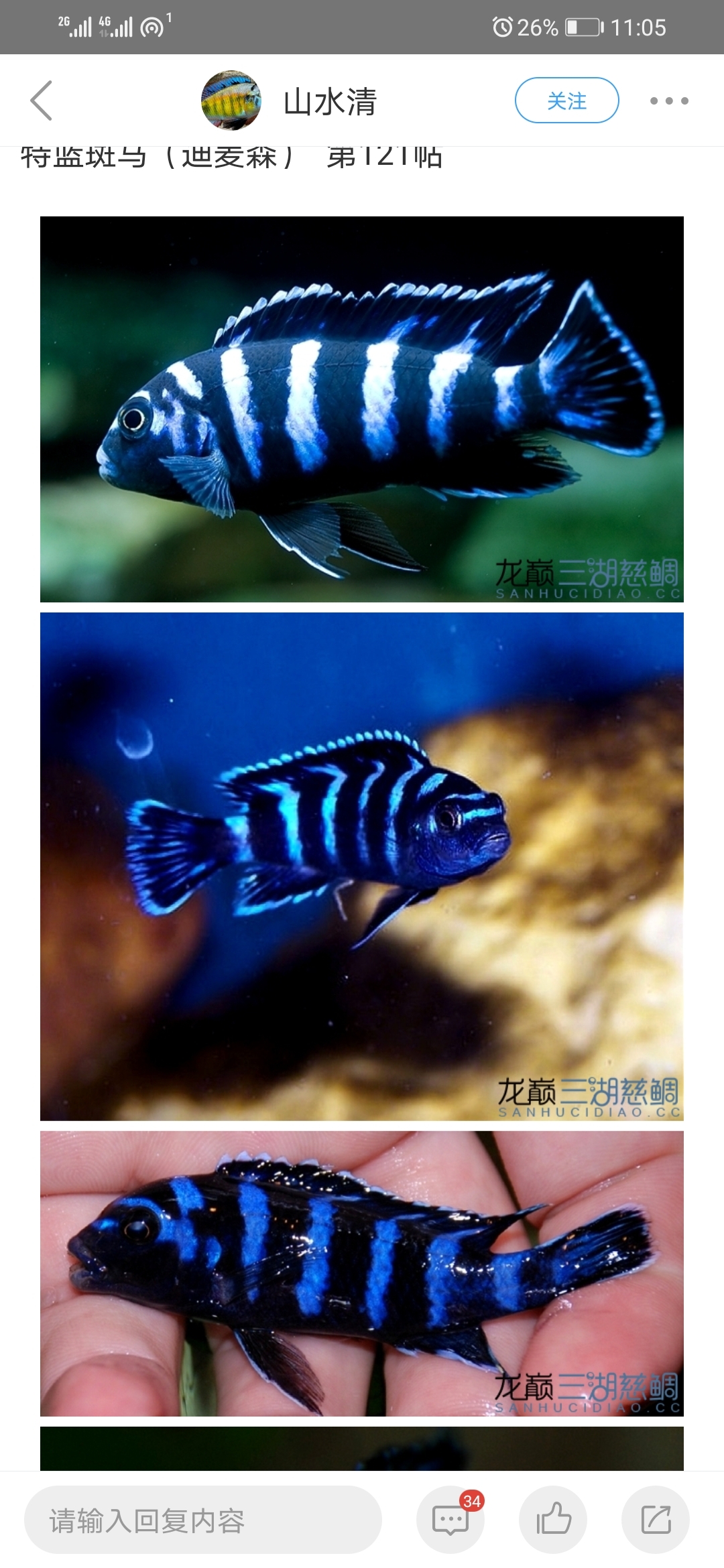 三湖慈鯛哪些品種像海魚(yú)？ 魚(yú)缸等水族設(shè)備 第1張