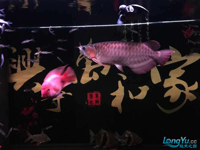 雅安觀賞魚市場2017年了祝各位魚友們新年快樂年年有魚