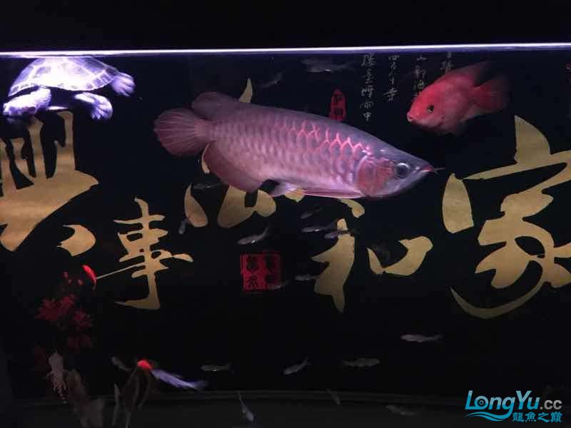 雅安觀賞魚市場2017年了祝各位魚友們新年快樂年年有魚