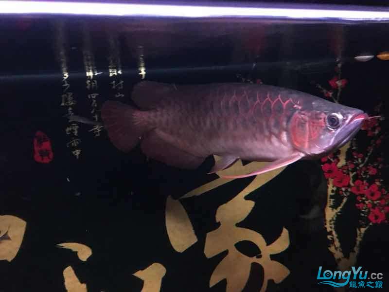 雅安觀賞魚市場2017年了祝各位魚友們新年快樂年年有魚 觀賞魚市場（混養(yǎng)魚） 第7張