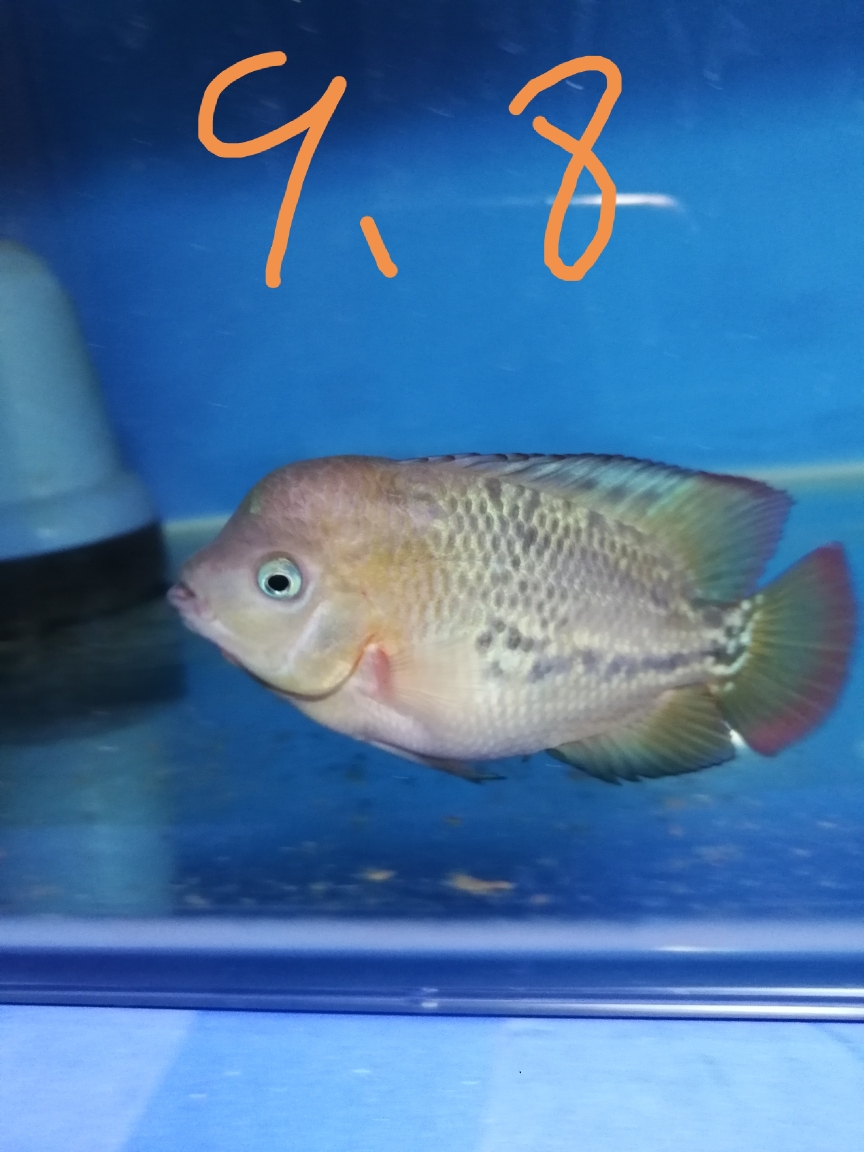 宣城觀賞魚市場四十天 觀賞魚市場（混養(yǎng)魚） 第4張