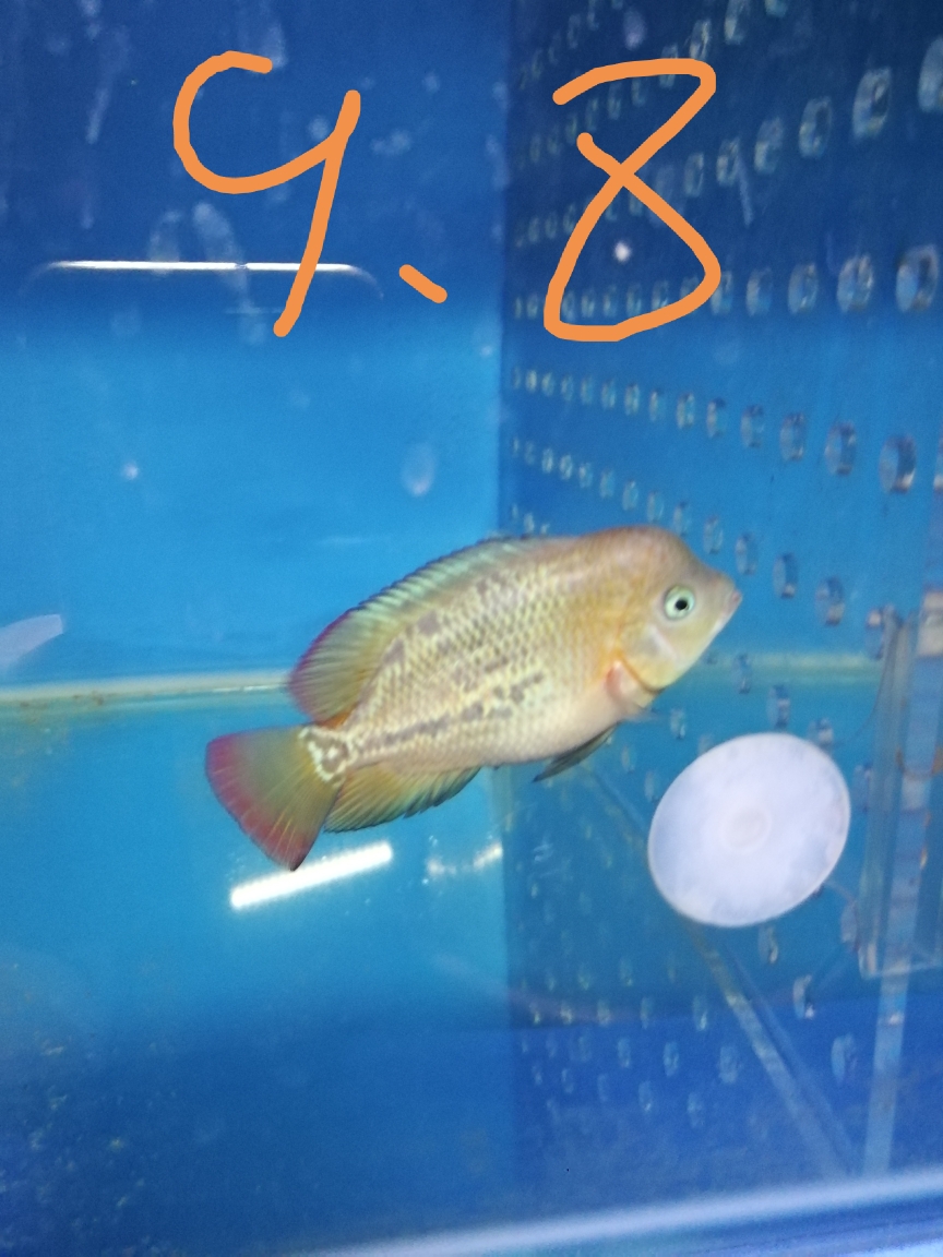 宣城觀賞魚市場四十天 觀賞魚市場（混養(yǎng)魚） 第5張