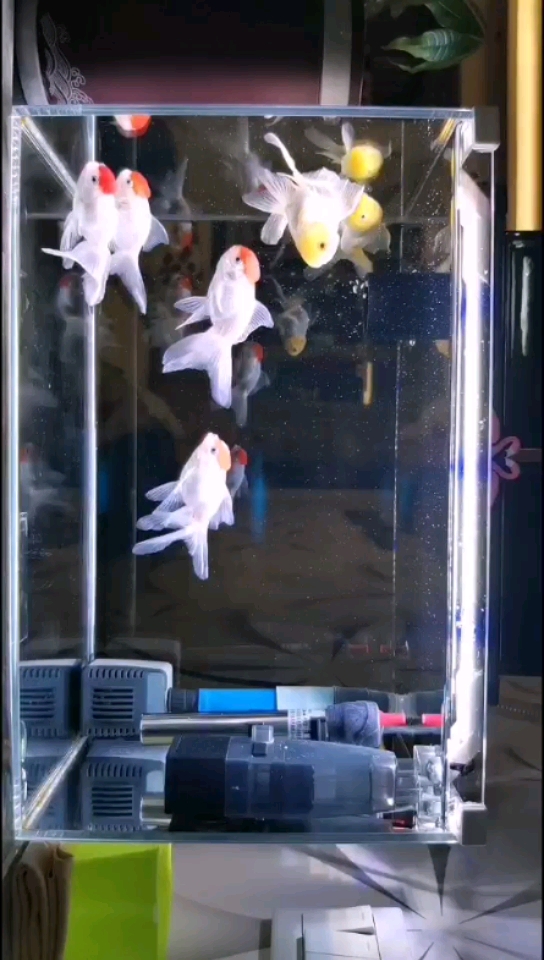 臨滄水族館閑來無趣坐下賞魚