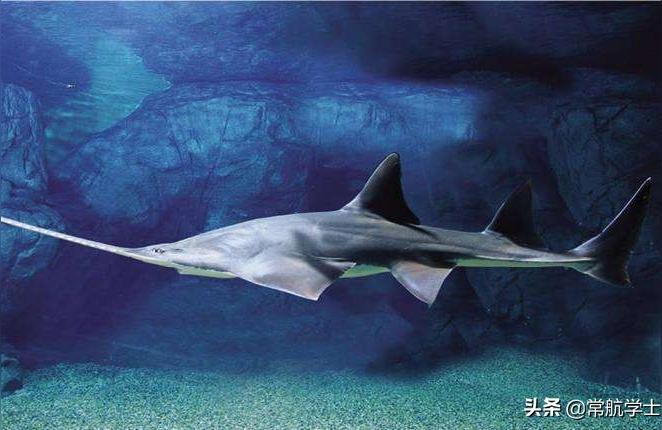 巴彥淖爾水族批發(fā)市場:請問版主白鶴水族漁具批發(fā)市場還在在水屯嗎