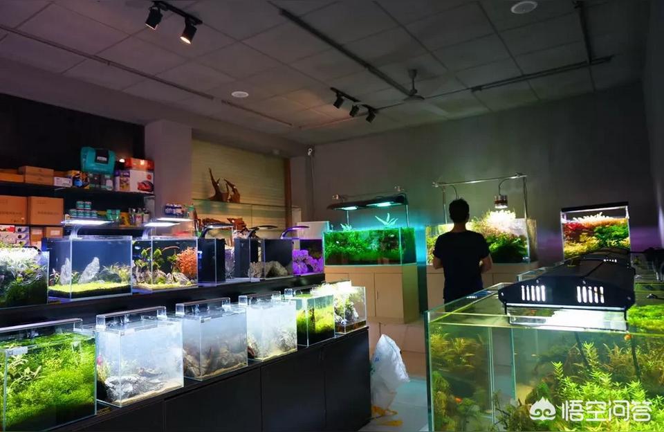 白山水族批發(fā)市場:如何經(jīng)營好一家水族店