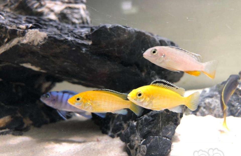 慈雕魚:慈鯛魚和一楣道人魚能混養(yǎng)嗎