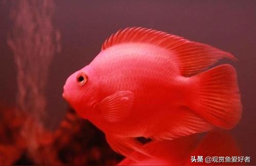 鸚鵡魚:鸚鵡魚有什么講究