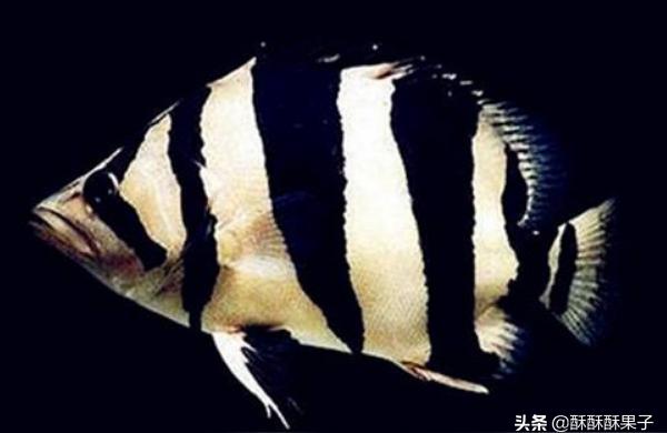 赤焰中國(guó)虎魚(yú):虎魚(yú)的飼養(yǎng)方法和注意事項(xiàng)