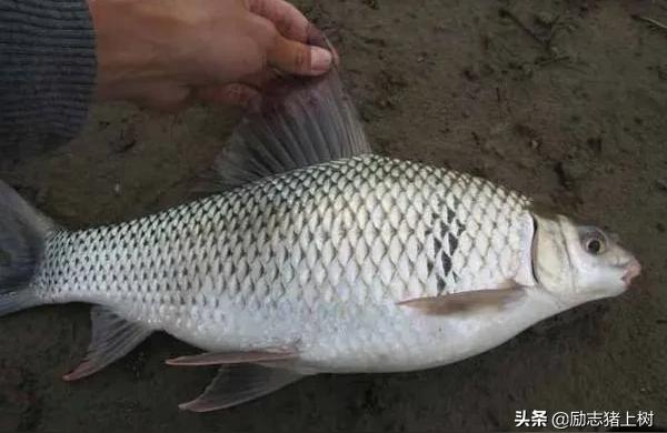 泰國雪鯽:泰國鯽有幾種 泰國雪鯽魚 第2張