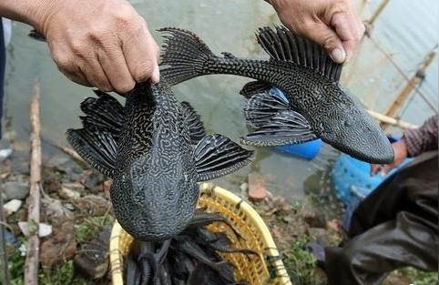 南美異形觀賞魚:清道夫是何方神圣