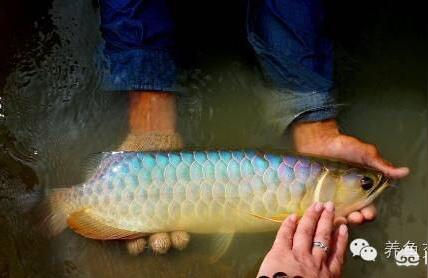 黑桃A魚:紅桃a魚的飼養(yǎng)