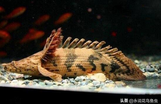 恐龍王魚:虎斑恐龍王吃什么