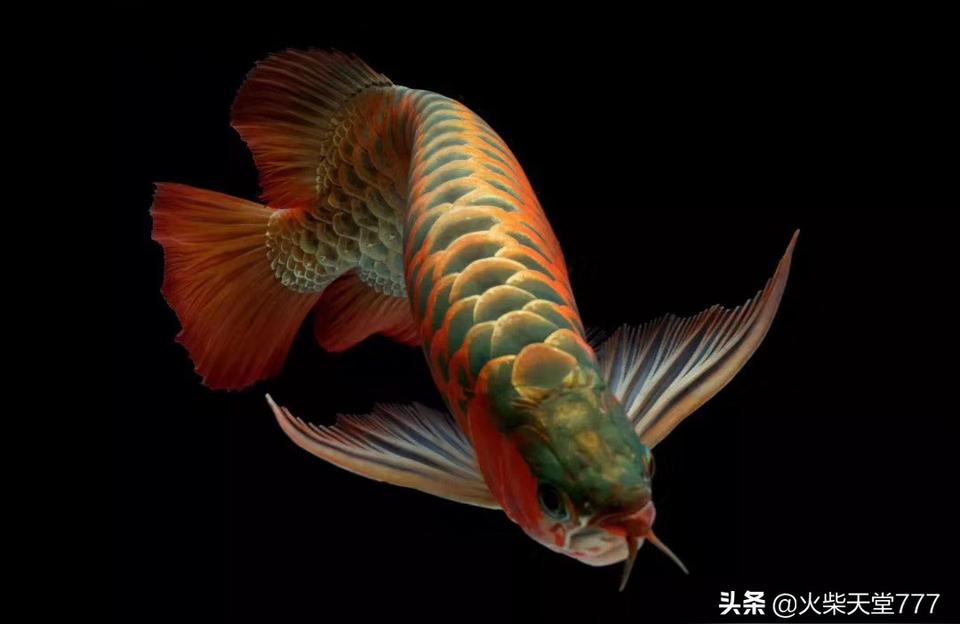 虎魚魚苗:龍魚虎魚和鳳魚可以混養(yǎng)嗎 虎魚百科 第2張