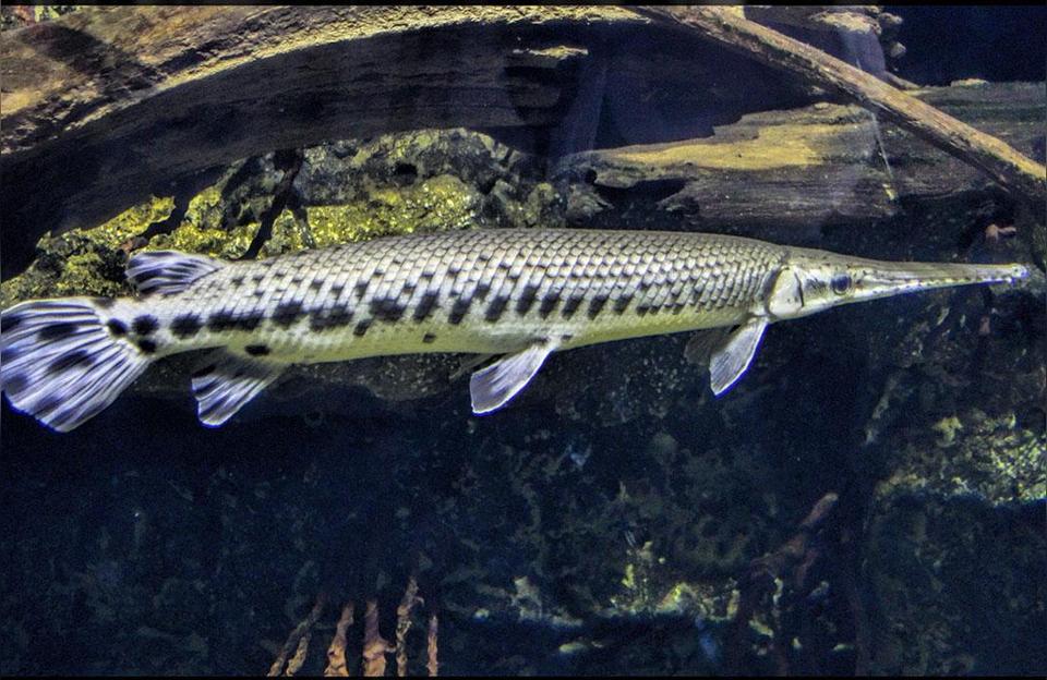 鴨嘴鯊魚:鴨嘴魚生長在中國什么地方