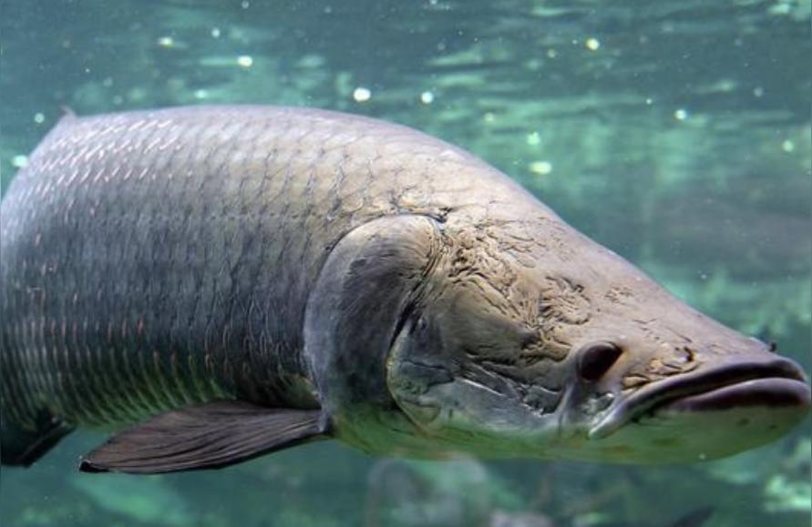 海象魚:巨骨舌魚多久長(zhǎng)半米