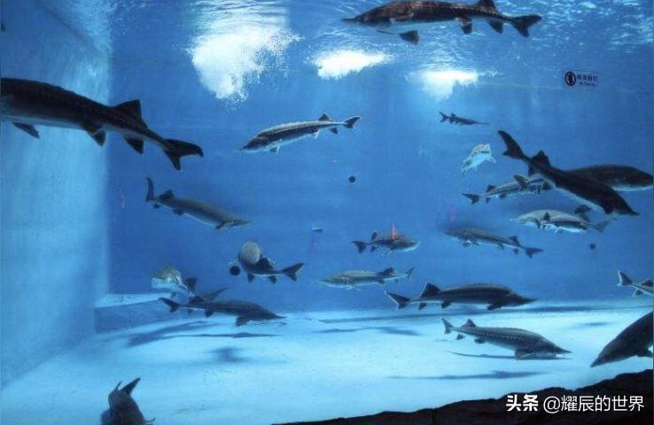 濟(jì)南水族館