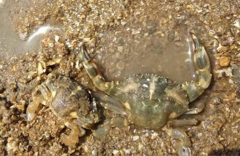 盤錦水族館 觀賞魚企業(yè)目錄 第1張