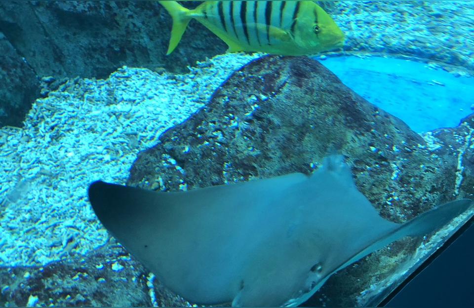 日照水族館