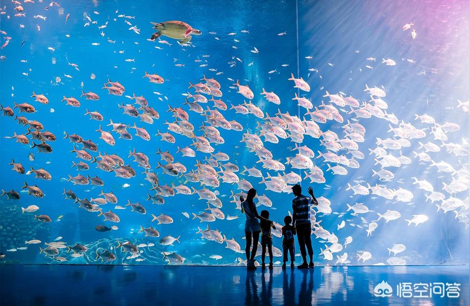 珠海水族館 觀賞魚企業(yè)目錄 第1張