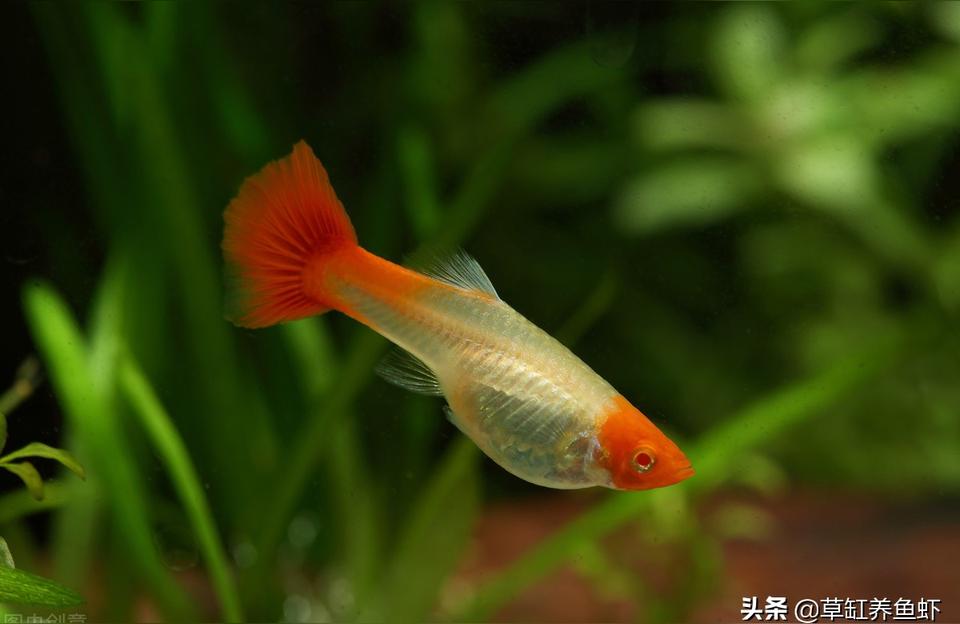 常德觀賞魚