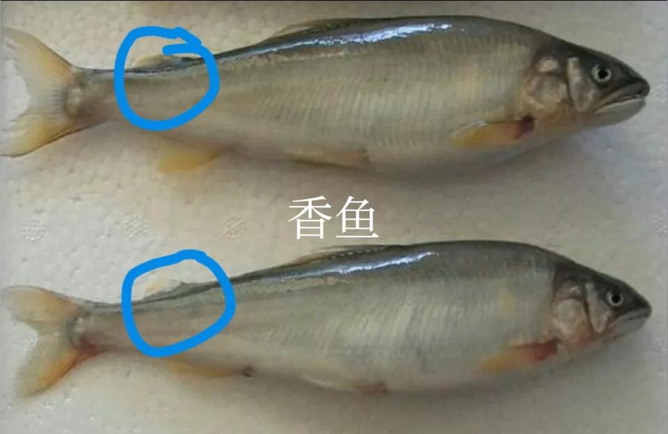 丹東觀賞魚