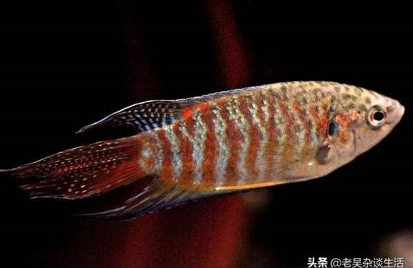 贛州觀賞魚