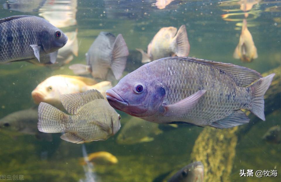 邵陽觀賞魚