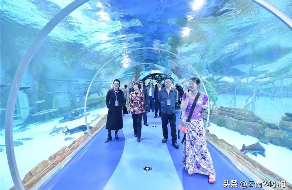 西雙版納傣族自治州水族批發(fā)市場 觀賞魚水族批發(fā)市場 第1張