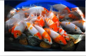 溫州觀賞魚:在溫州釣魚用什么魚料好