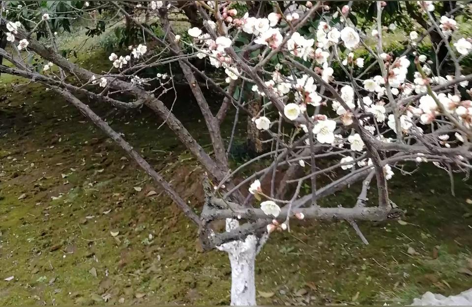 鎮(zhèn)江觀賞魚:鎮(zhèn)江花鳥市場現(xiàn)在開門嗎