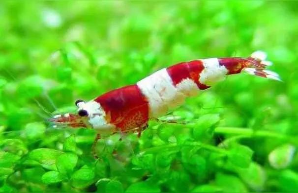 重慶龍魚:重慶動(dòng)物園里面的魚類品種