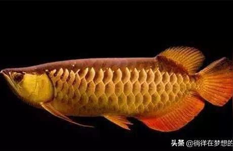 阿克蘇龍魚:金魚和萬龍魚可以混養(yǎng)嗎