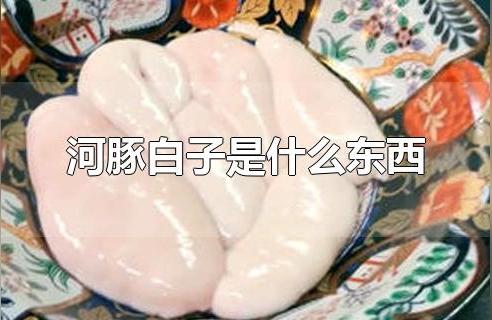 白子銀版魚(yú)