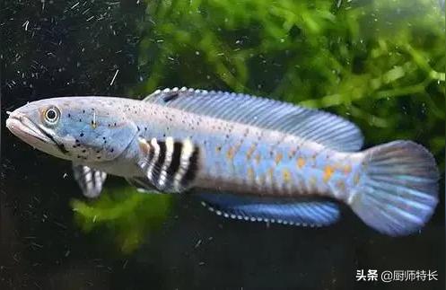 夢幻雷龍魚