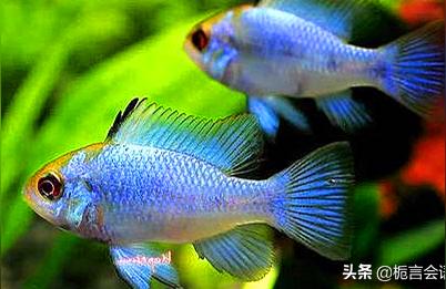 元寶鳳凰魚 進(jìn)口元寶鳳凰魚 第1張