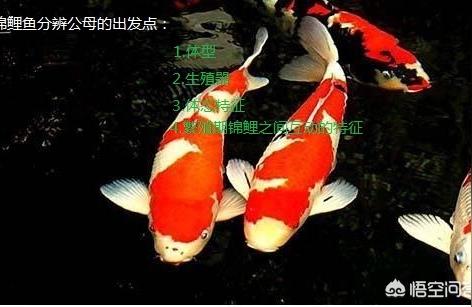 錦鯉魚