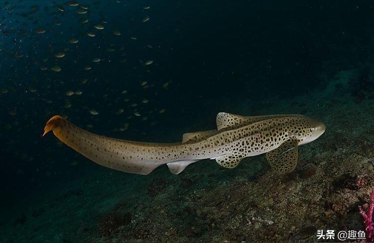 豹紋夫魚(yú)苗 豹紋夫魚(yú)苗 第1張