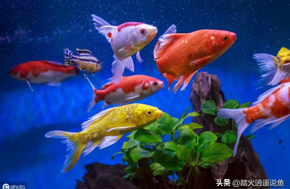 錦鯉燈:養(yǎng)錦鯉魚需要常明燈嗎 廣州水族器材濾材批發(fā)市場(chǎng)