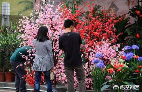 晉城花鳥魚蟲市場:晉城的花鳥魚市在哪